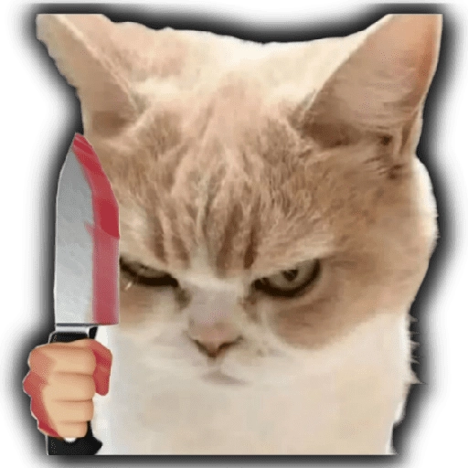 Memes para tu whats 2️⃣ 🐱 
