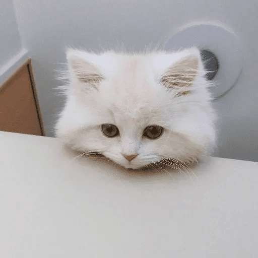 Mimido 🥱