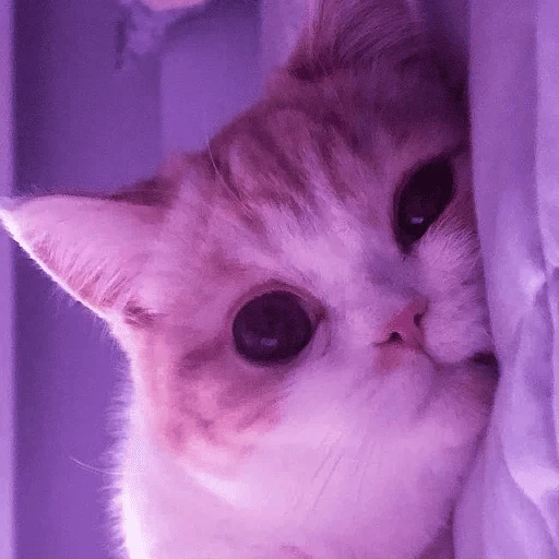 Mimido 🥱