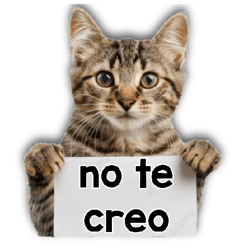 Michi mensajes gatito 🐱📩 
