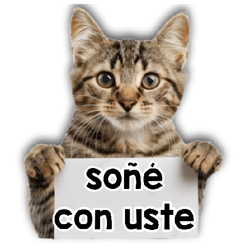 Michi mensajes gatito 🐱📩 
