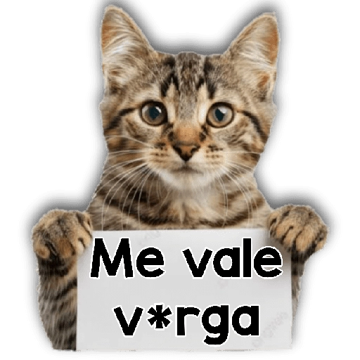 Michi mensajes gatito 🐱📩 
