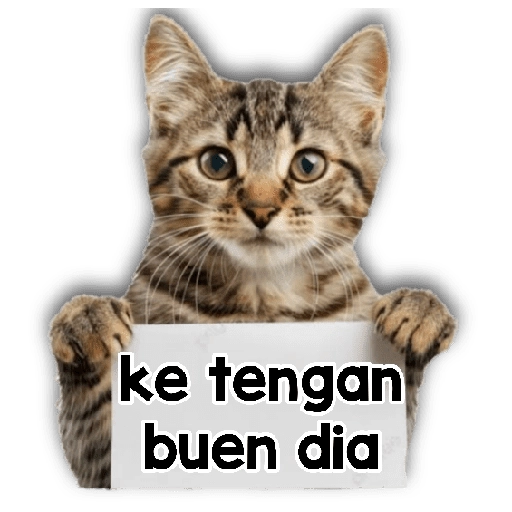 Michi mensajes gatito 🐱📩 
