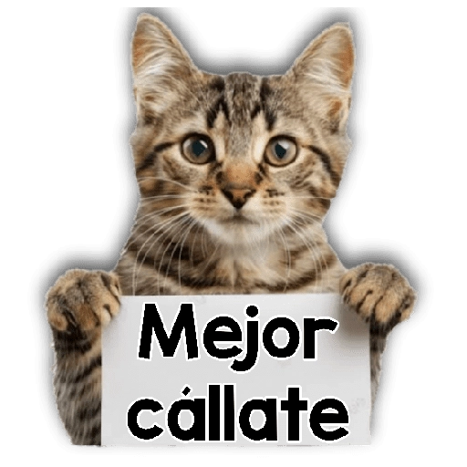 Michi mensajes gatito 🐱📩 
