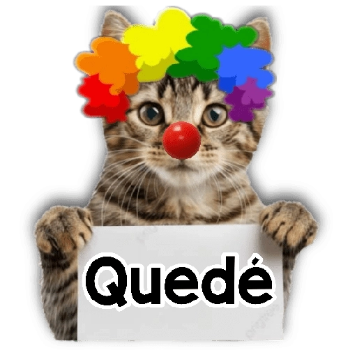 Michi mensajes gatito 🐱📩 
