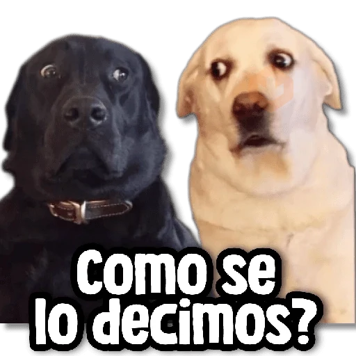 Memes Simples😏💙 sticker 12