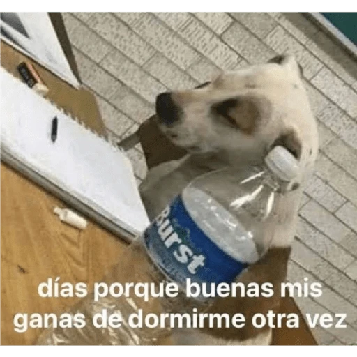 quiere que le baile 

