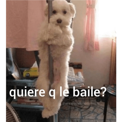 quiere que le baile 
