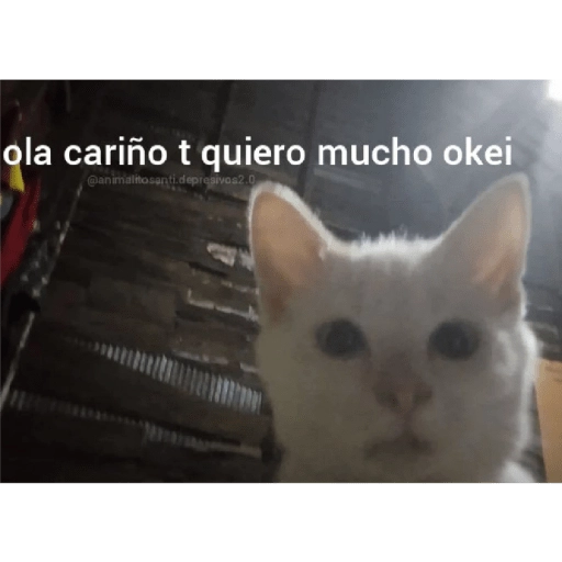 quiere que le baile 
