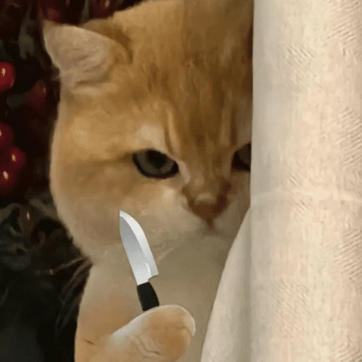 Gatitos enojados😡🐱 

