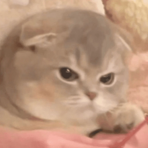 Gatitos enojados😡🐱 
