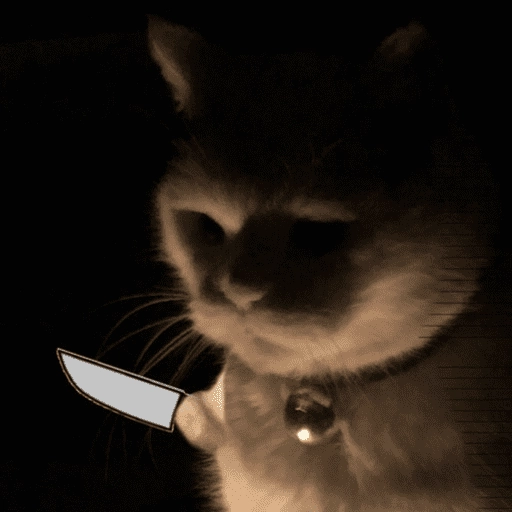 Gatitos enojados😡🐱 
