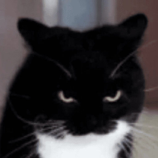 Gatitos enojados😡🐱 
