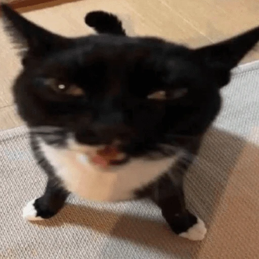 Gatitos enojados😡🐱 
