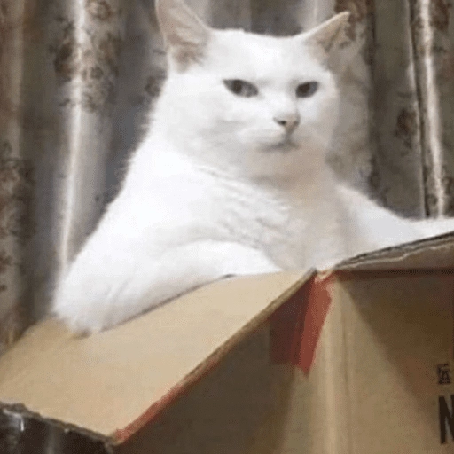 Gatitos enojados😡🐱 
