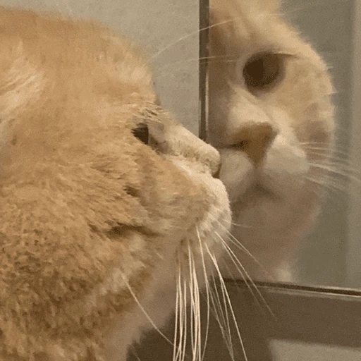 Gatitos enojados😡🐱 
 preview