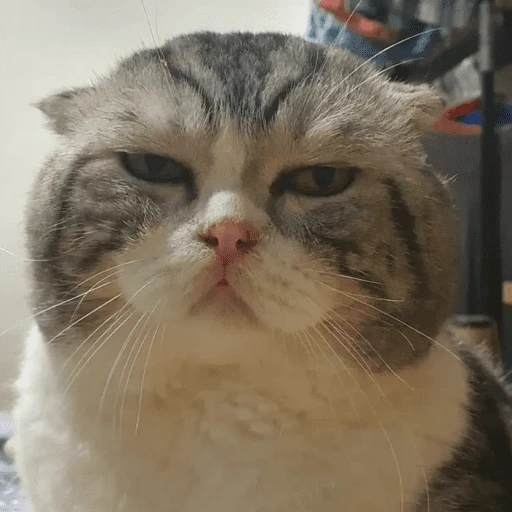 Gatitos enojados😡🐱 
