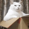 tray-icon