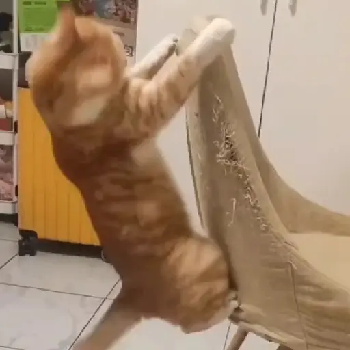 No es mi problema🔥Gato mago🔥 

