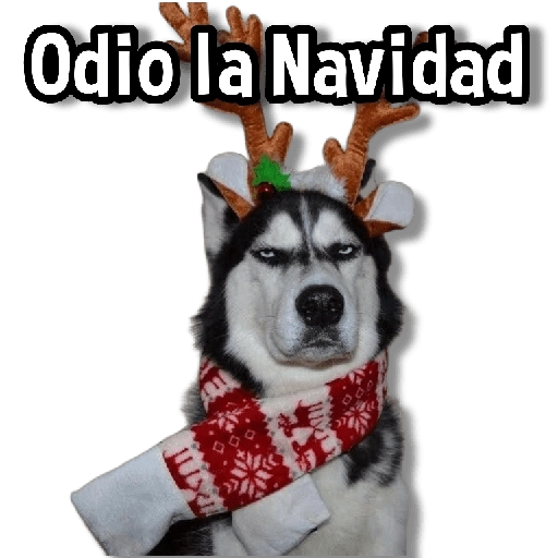 🎅🏻🎇Navidad Perritos🎄🐶 
