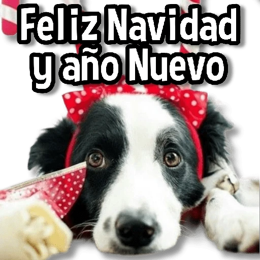 🎅🏻🎇Navidad Perritos🎄🐶 
