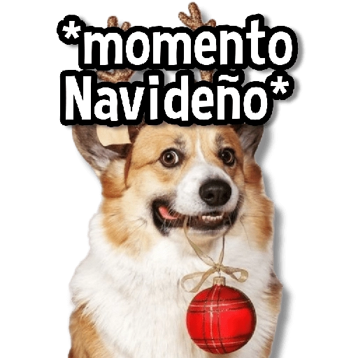 🎅🏻🎇Navidad Perritos🎄🐶 
