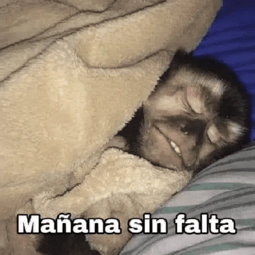Monitos ✨🙈🙉 
