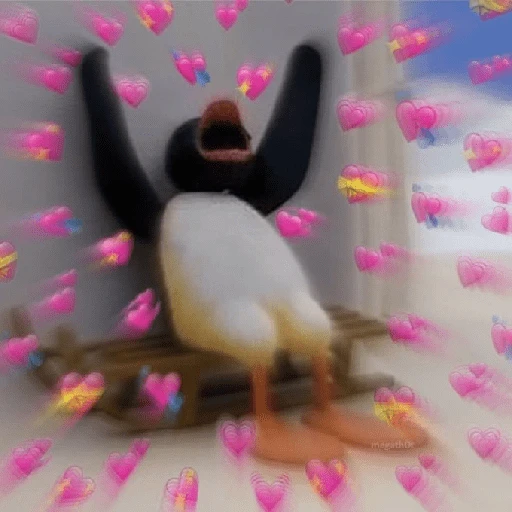 pingüino penguin 😎 
