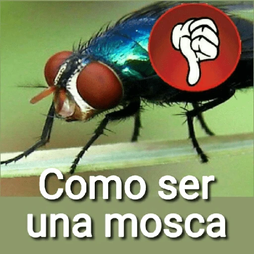Mira, una mosca 🦟 bzz