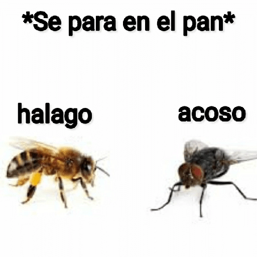 Mira, una mosca 🦟 bzz preview