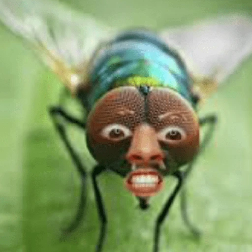 Mira, una mosca 🦟 bzz