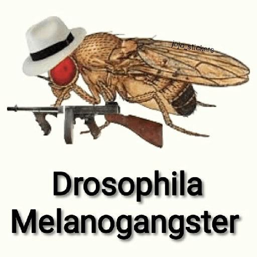 Mira, una mosca 🦟 bzz