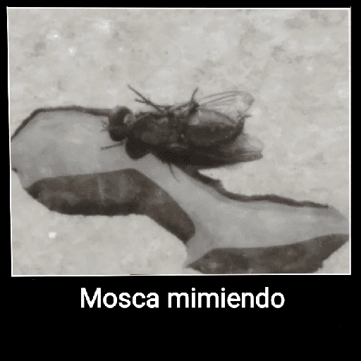 Mira, una mosca 🦟 bzz