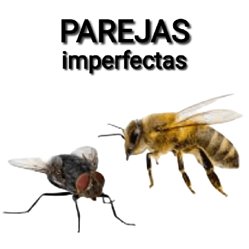 Mira, una mosca 🦟 bzz preview
