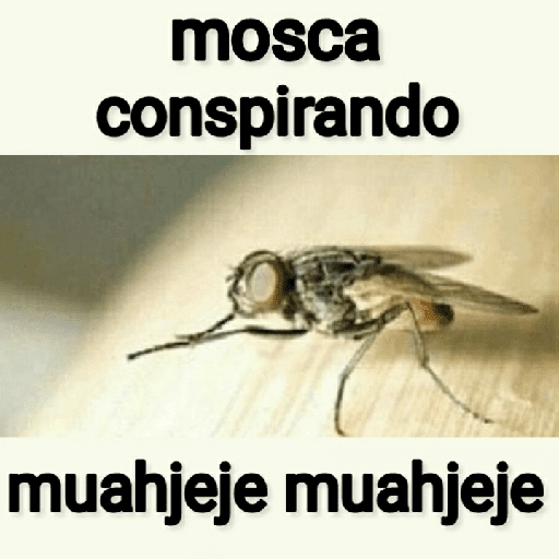 Mira, una mosca 🦟 bzz preview