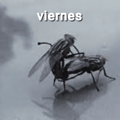 Mira, una mosca 🦟 bzz