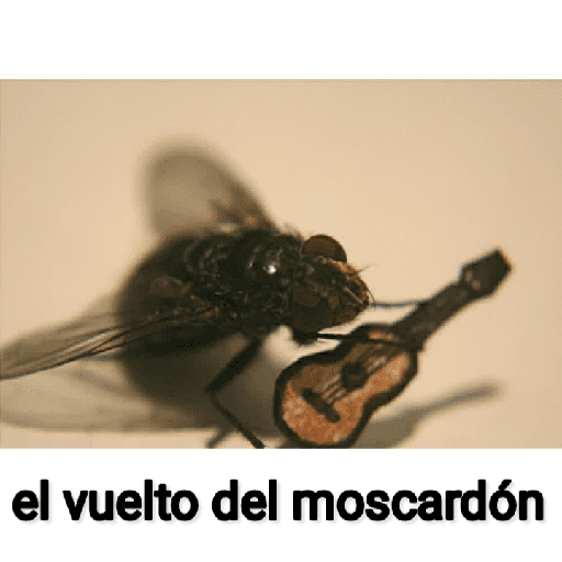 Mira, una mosca 🦟 bzz