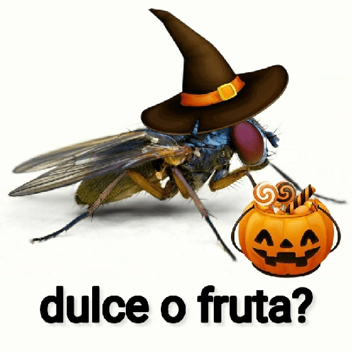 Mira, una mosca 🦟 bzz
