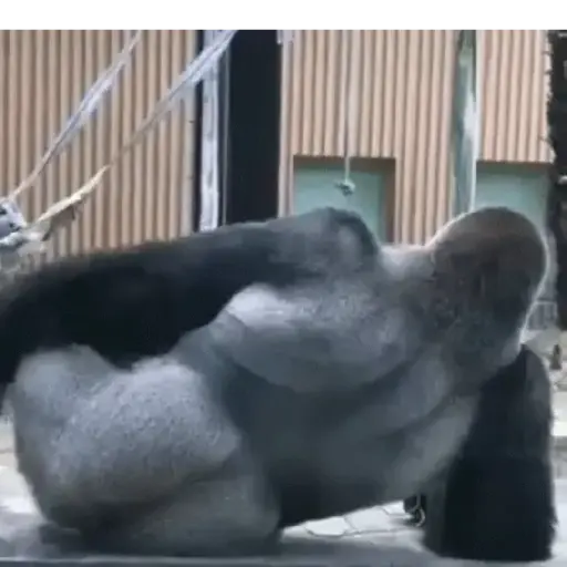 eso mamona 
