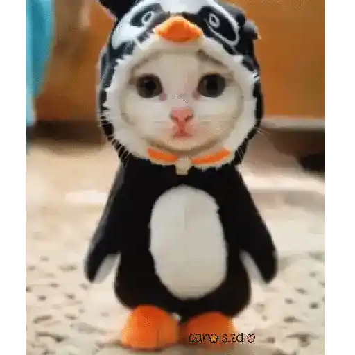 Michi gatito baile bailando🎵🐱🎵 
