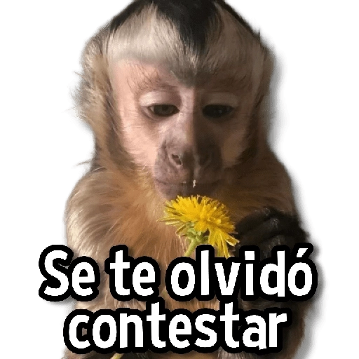 Changuitos Stickers🐒🍌 
