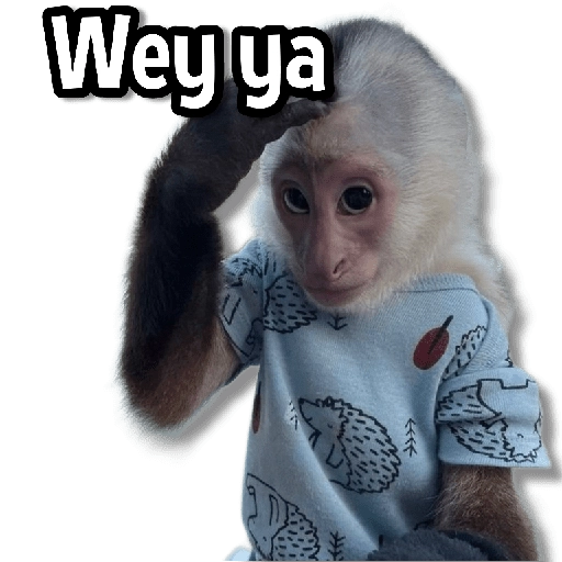Changuitos Stickers🐒🍌 
