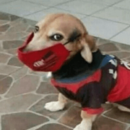 dogs engraçados  
