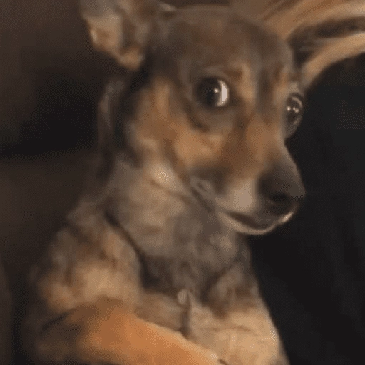dogs engraçados  
 preview