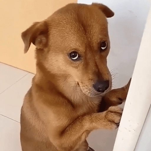 dogs engraçados  

