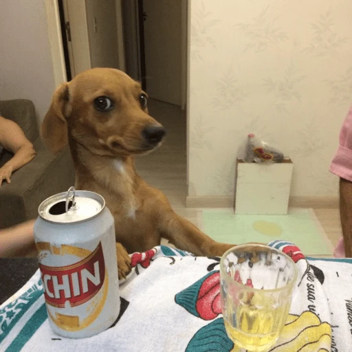 dogs engraçados  
 preview