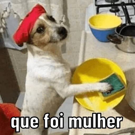 dogs engraçados  
