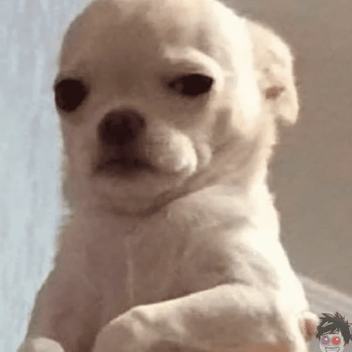 dogs engraçados  
