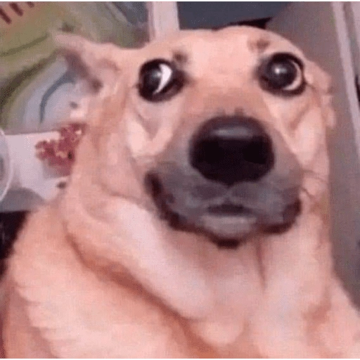 dogs engraçados  
 preview