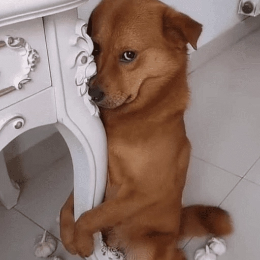 dogs engraçados  

